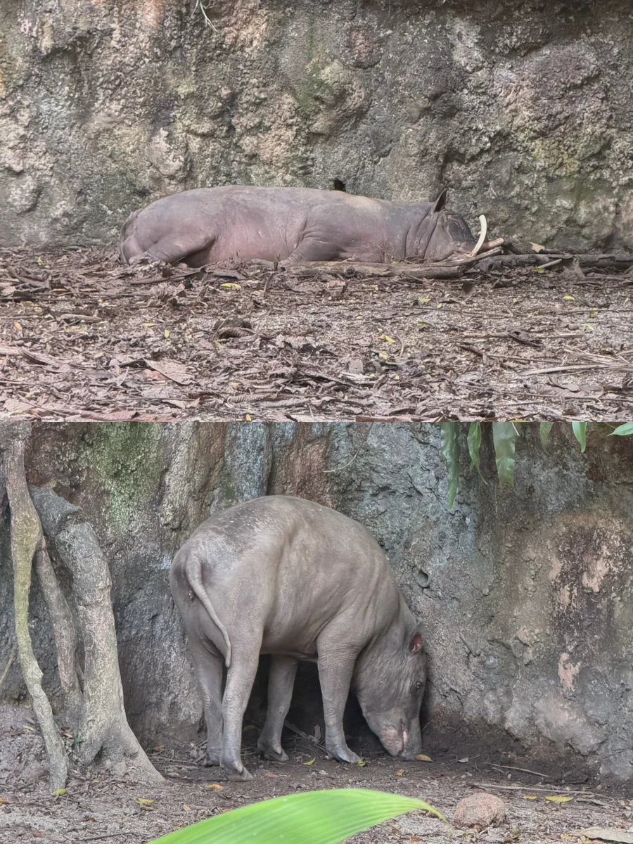 Babirusa in an open-concept habitat at Singapore Zoo