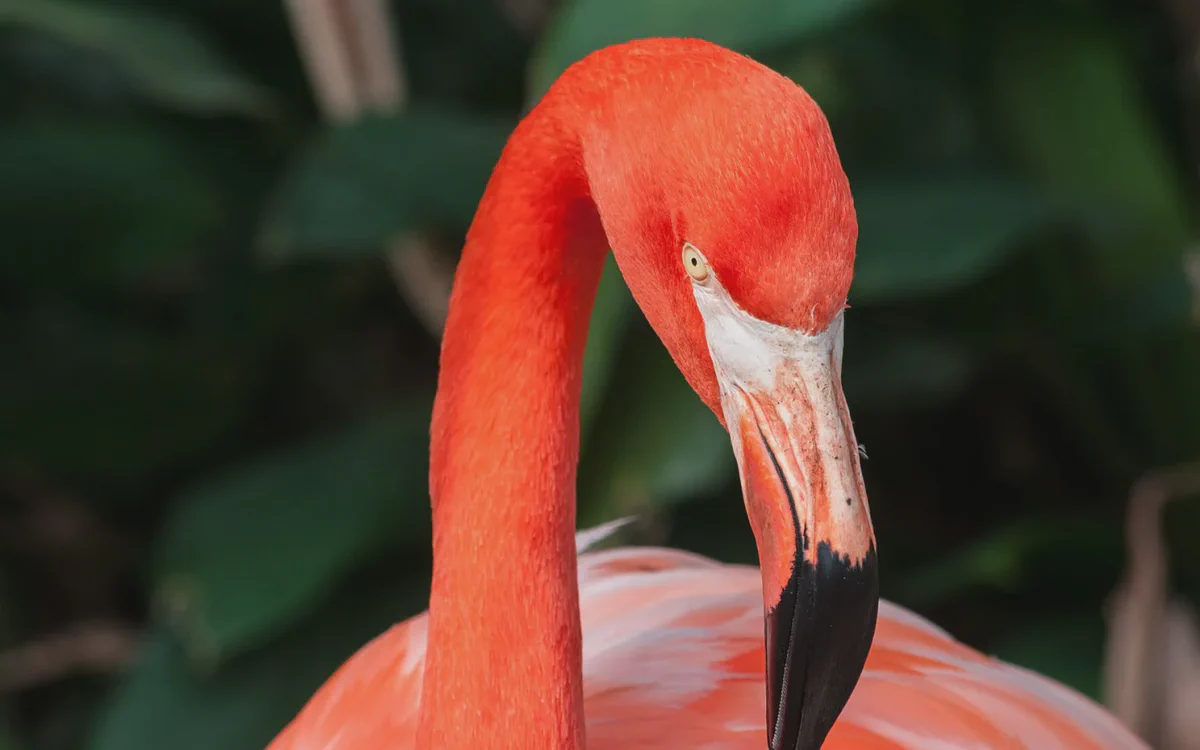 Bird Paradise Singapore Guide: Tickets, Route and Transport (2026)