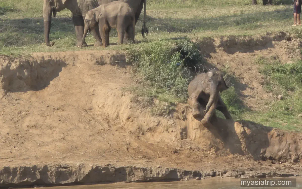 Ethical Elephant Sanctuaries in Chiang Mai