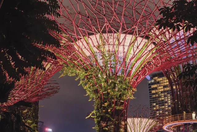 Illuminated Supertree at Gardens by the Bay after dark