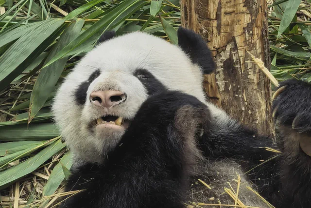 Giant panda sitting among bamboo at River Wonders Singapore