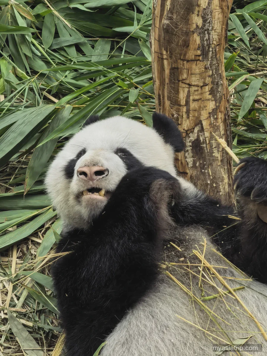 Giant panda resting among bamboo at River Wonders in Mandai