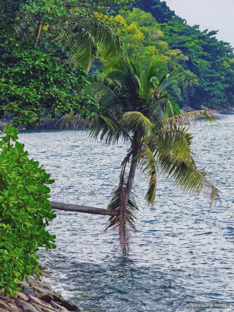 Palm tree leaning over the water along Sentosa's coast