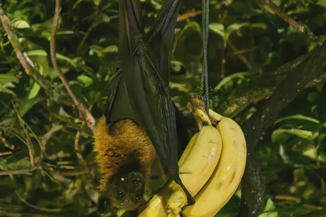 Flying fox hanging beside fruit in a leafy Singapore Zoo habitat