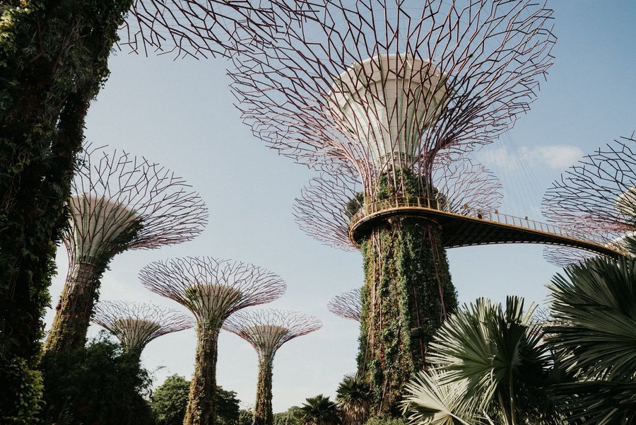 Supertrees and the OCBC Skyway in daylight at Gardens by the Bay